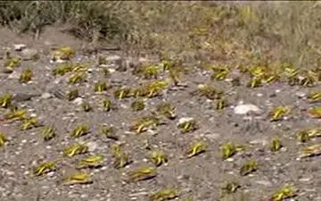 هجوم یک میلیارد ملخ صحرایی به استان هرمزگان