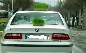 گذاشتن سبزه روز طبیعت بر روی خودرو ممنوع است