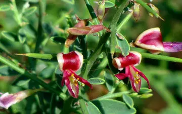 از داروی لاغری که ایدز را هم درمان می‌کند چه می‌دانید؟