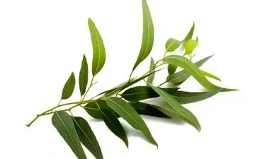 تسکین علائم سرماخوردگی با این گیاه