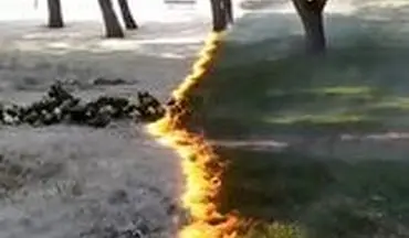 صحنه ای عجیب از آتش گرفتن یک پارک! 