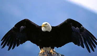 ویدیویی فوق العاده دیدنی ازشکار گرگ توسط عقاب