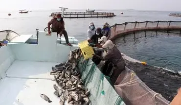 ۴۰۰ تُن ماهی پرورشی در قشم برداشت شد