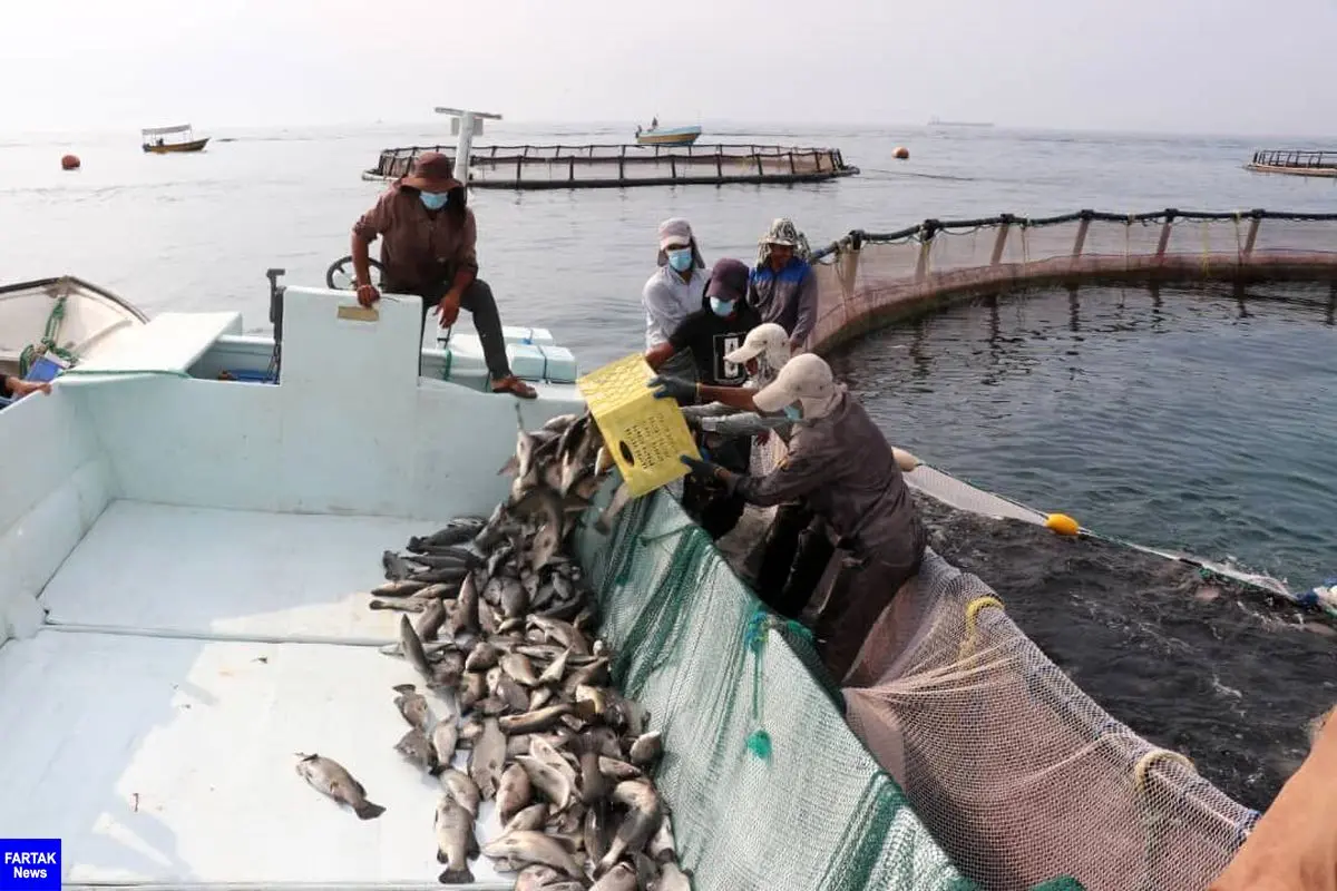 ۴۰۰ تُن ماهی پرورشی در قشم برداشت شد