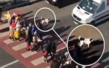 سگی که در محل زندگی‌اش یک قهرمان است