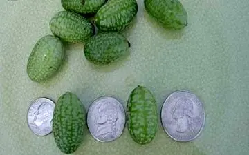 کوچکترین هندوانه در دنیا +عکس