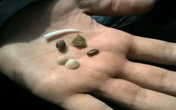  این زن «مهره مار» می‌فروشد!