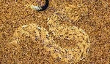 تصویری از استتار حیرت انگیز مار صحرایی