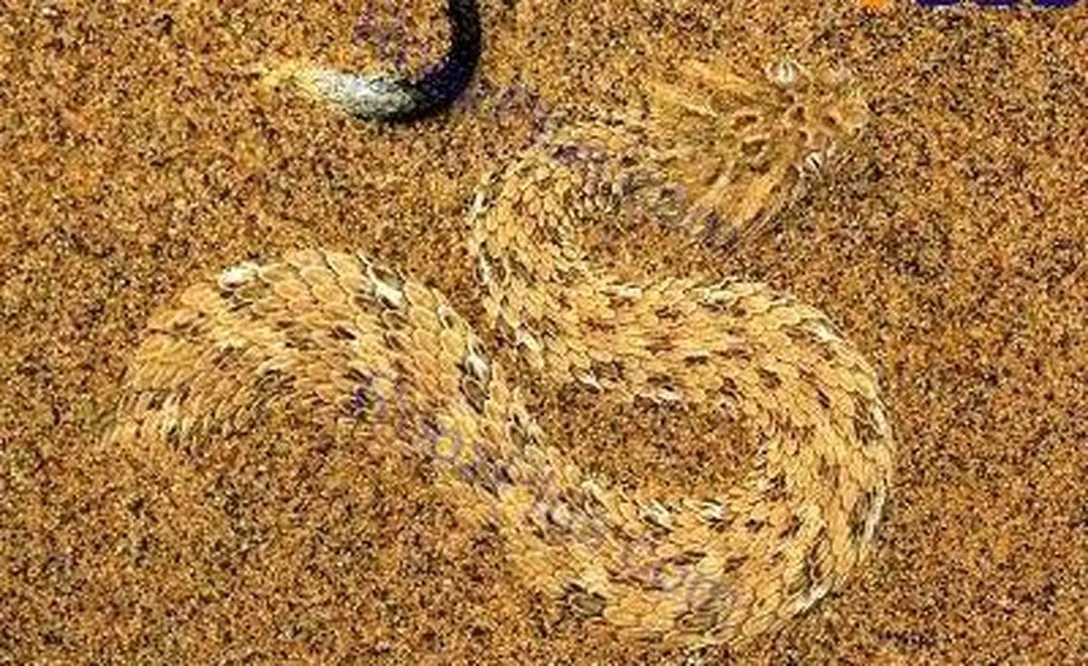 تصویری از استتار حیرت انگیز مار صحرایی
