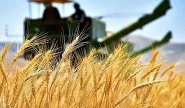 نرخ خرید تضمینی گندم ۱۴۰۴-۱۴۰۵ اعلام شد