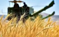 نرخ خرید تضمینی گندم ۱۴۰۴-۱۴۰۵ اعلام شد