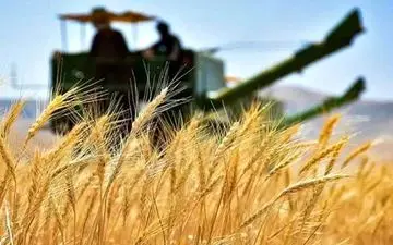 نرخ خرید تضمینی گندم ۱۴۰۴-۱۴۰۵ اعلام شد