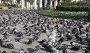 صحنه‌ای عجیب از حضور صدها کبوتر در وسط شهر
