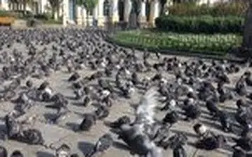 صحنه‌ای عجیب از حضور صدها کبوتر در وسط شهر