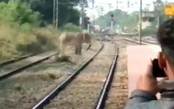 فیل وحشت‌‎زده سبب تخریب روستا شد +فیلم 