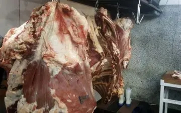 جمع آوری ۵۰۰ کیلوگرم فرآورده‌ خام دامی در کرمانشاه     