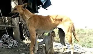 مادری کردن یک سگ برای بچه میمون + فیلم 