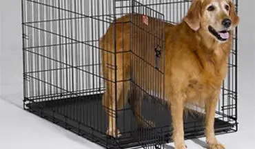 خلاقیت جالب سگ برای فرار از قفس + فیلم