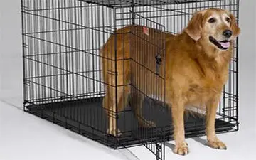 خلاقیت جالب سگ برای فرار از قفس + فیلم