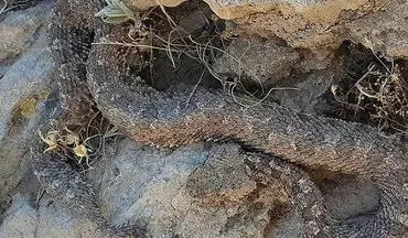 مشاهده و تصویربرداری از مار افعی دم عنکبوتی در گیلانغرب
