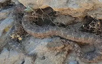 مشاهده و تصویربرداری از مار افعی دم عنکبوتی در گیلانغرب