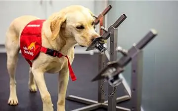 سگ ها کرونا را ردیابی می کنند