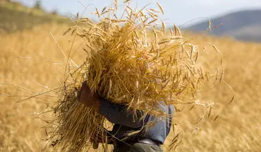 تولید گندم کاهش نیافته است