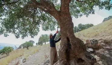 صدور مجوز بهره‌برداری برای درختان بنه در جوانرود