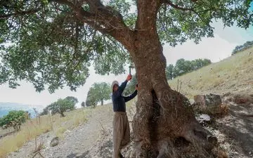  صدور مجوز بهره‌برداری برای درختان بنه در جوانرود