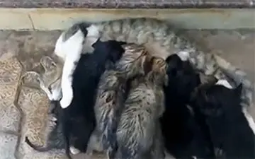 شیر دادن گربه به توله سگ‌هایی که مادرشان را از دست داده‌اند + فیلم