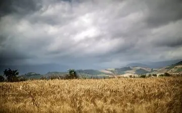 خرید تضمینی گندم از مرز ۱.۱ میلیون تن گذشت
