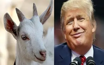 فرار مالیاتی ترامپ با بزچرانی!