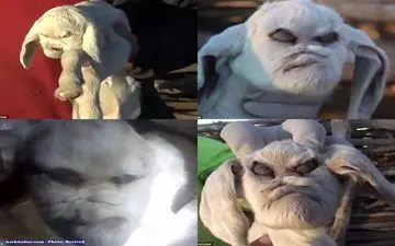 تولد بزغاله ای با ظاهری بسیار عجیب! +تصاویر