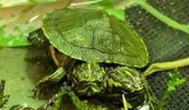 لاکپشت دوسر نادر در ایالت ویرجینیای آمریکا پیدا شد! 