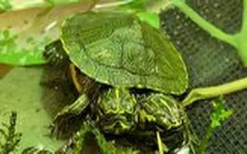 لاک پشت دوسر نادر در ویرجینیای آمریکا! 