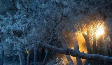  عکس منتخب نشنال جئوگرافیک | آتش در جنگل سپید