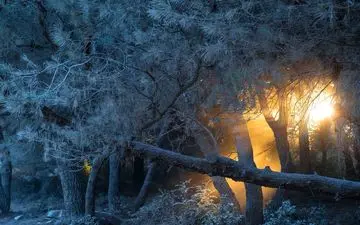  عکس منتخب نشنال جئوگرافیک | آتش در جنگل سپید