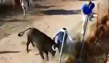 حمله مرگبار گاو خشمگین به یک تماشاچی! +فیلم 