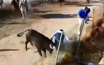 حمله مرگبار گاو خشمگین به یک تماشاچی! +فیلم 