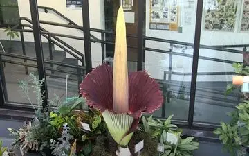 این گیاه کمیاب بوی گوشت گندیده می دهد!