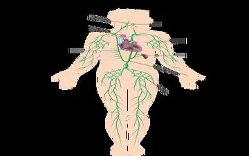  حفظ سلامت سیستم لنفاوی با رژیم غذایی
