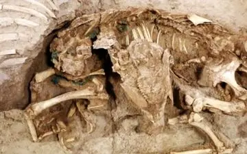 کشف شش اسکلت چهار هزار ساله در بابل