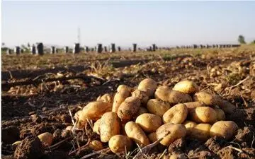 سیب‌زمینی بهاره از راه رسید/ قیمت جدید سیب‌زمینی اعلام شد