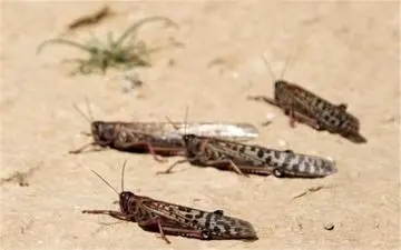 جدیدترین وضعیت مبارزه با ملخ‌ها در جنوب کشور