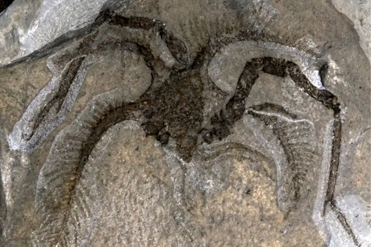 جانور دریایی عجیب ۴۵۰ میلیون ساله! + عکس