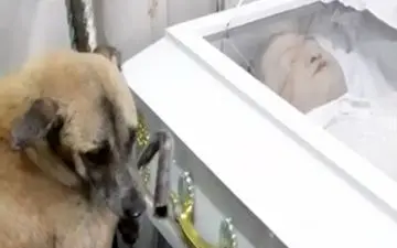 وفاداری باورنکردنی یک سگ به صاحبش تا لحظه مرگ!
