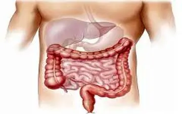 این غذاها روده های شما را پاکسازی میکند
