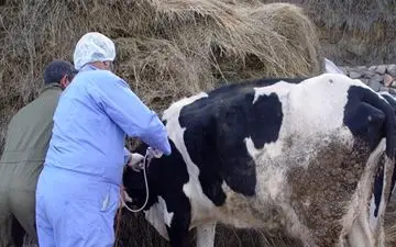 آغاز مرحله نخست واکسیناسیون تب برفکی در شهرستان بانه از ابتدای تیرماه