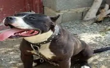 خورده شدن دختر 6 ساله توسط سگ‌ها در رفسنجان+ جزییات 