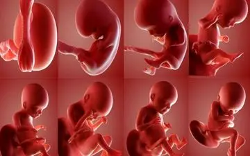 قابل توجه زوج های جوان؛ می خوای صاحب پسر بشی روش خاص داره | در رابطه جنسی با همسرت این طور باش!